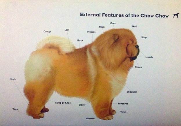 chow chow 